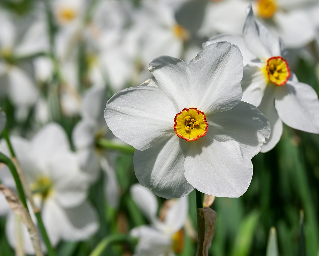 daffodil  flower  blossom free photo