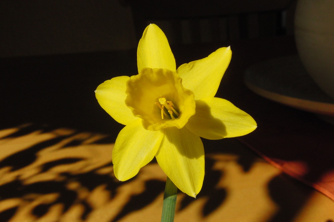 daffodil flower yellow free photo