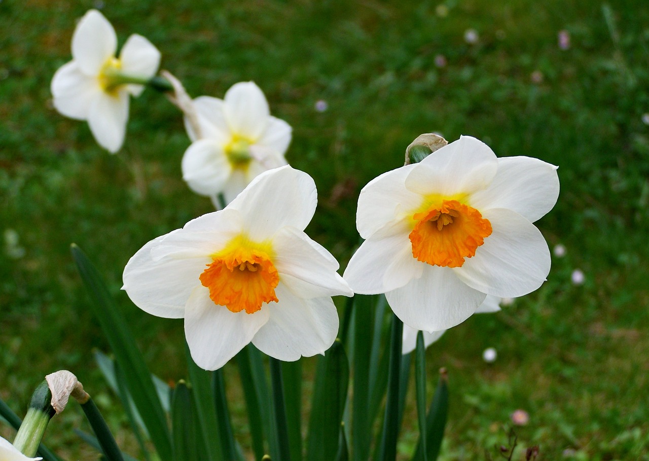 daffodil  spring flower  garden free photo