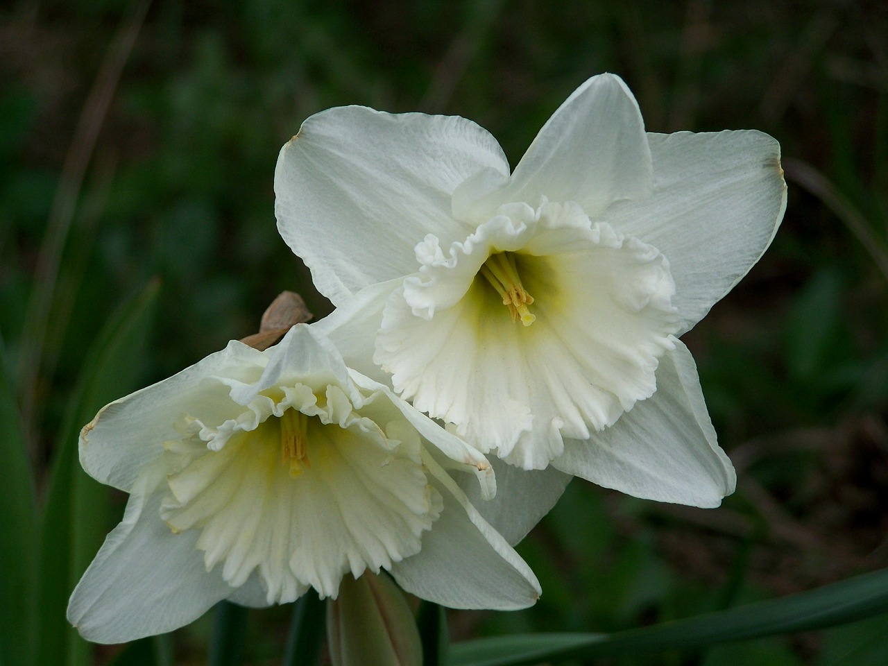 daffodil  spring flower  garden free photo