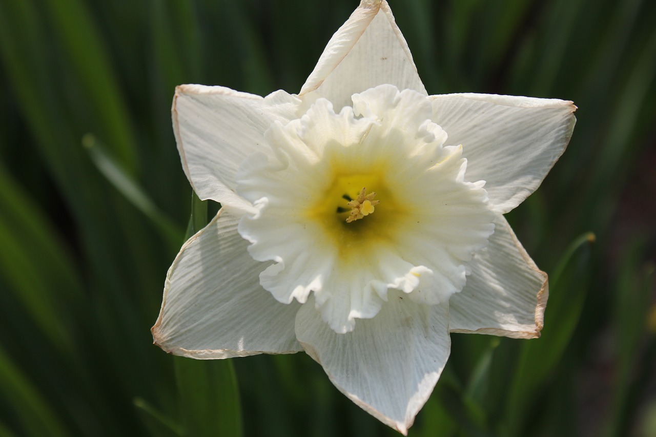 daffodil narcissus jonquil free photo