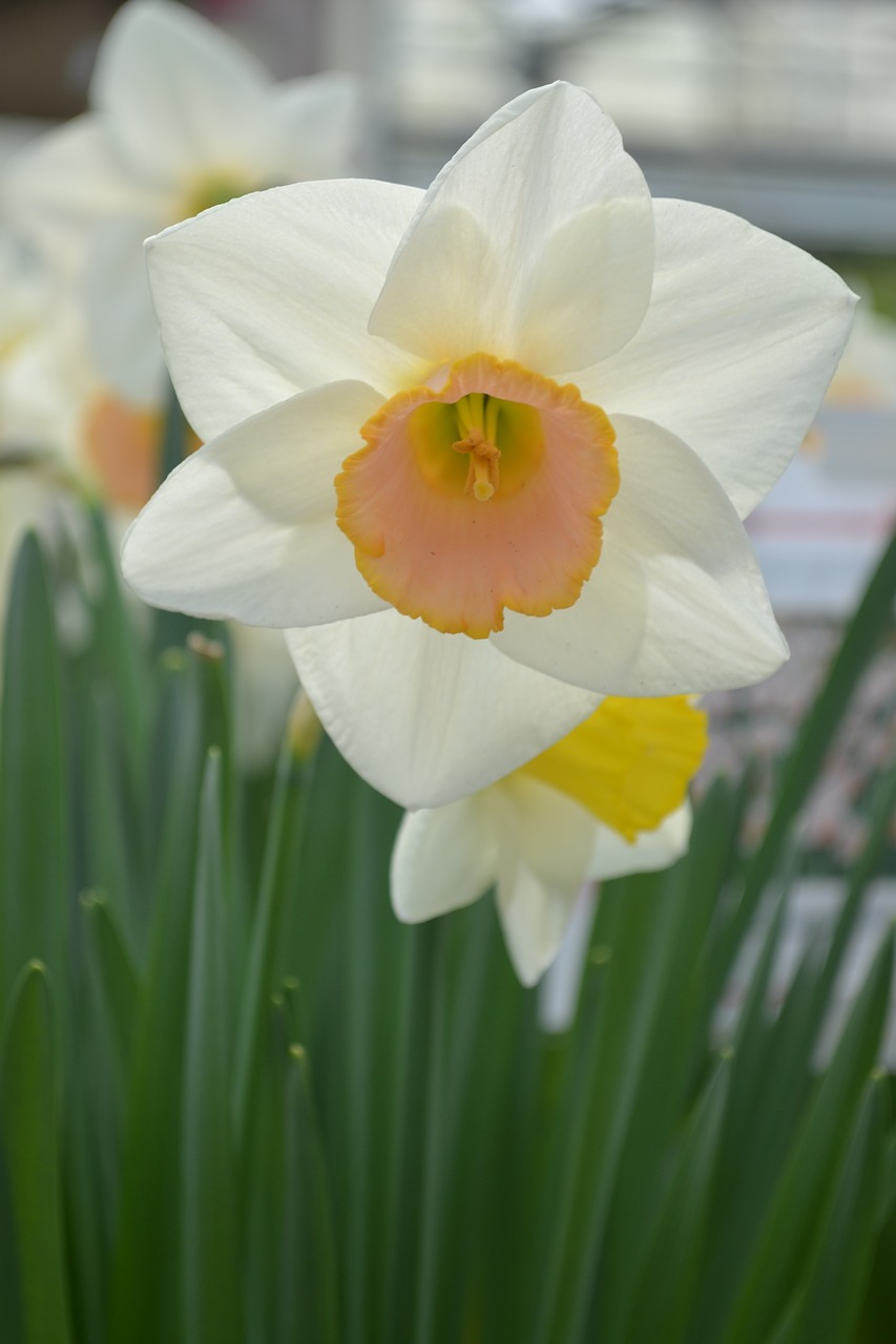 daffodil  flower  spring free photo