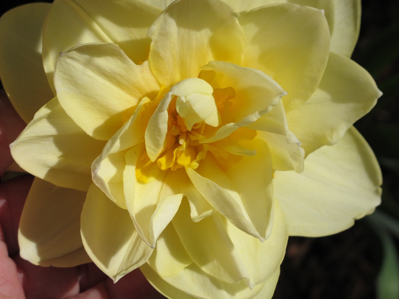 daffodil  double  flower free photo