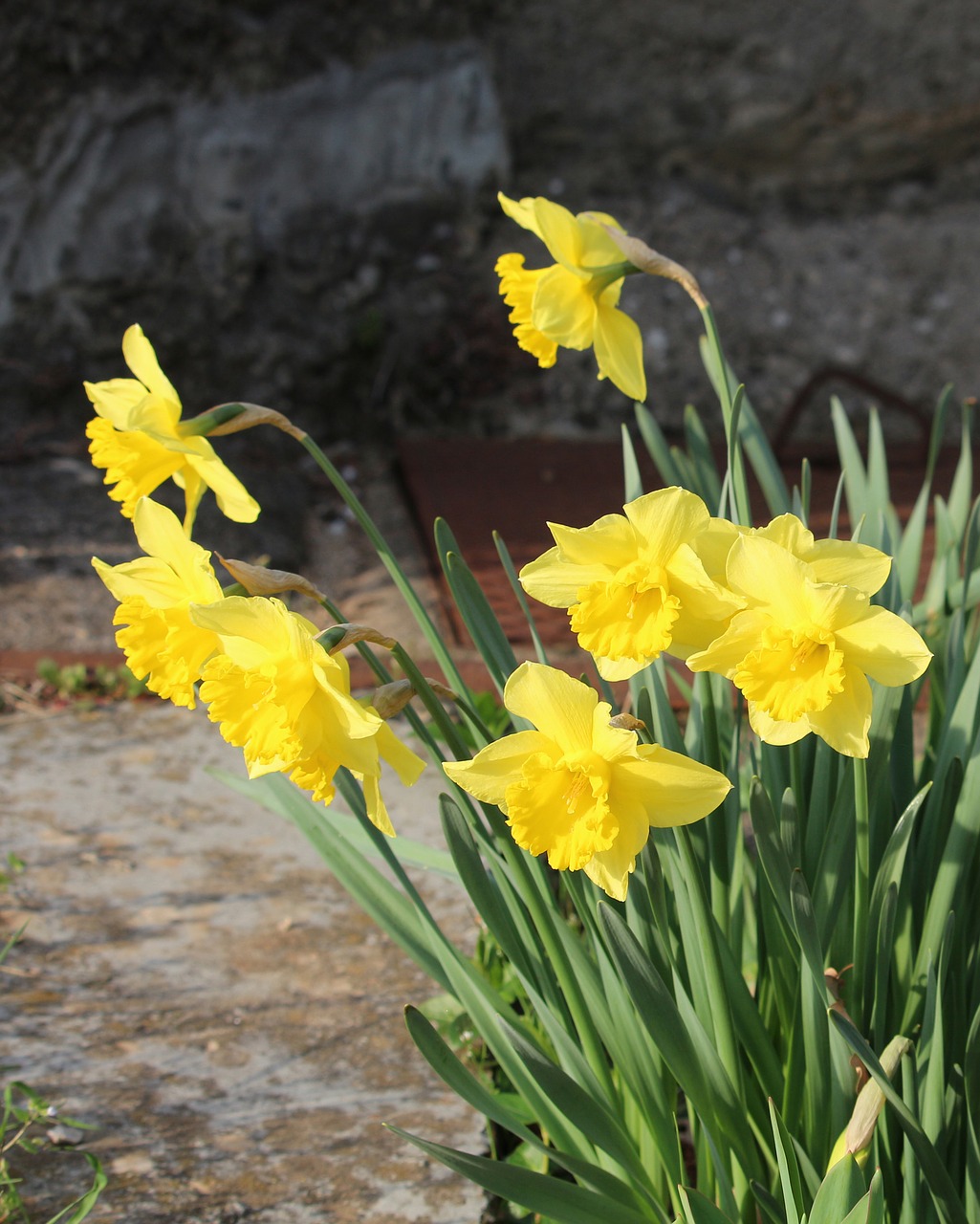daffodil  daffodils  spring free photo
