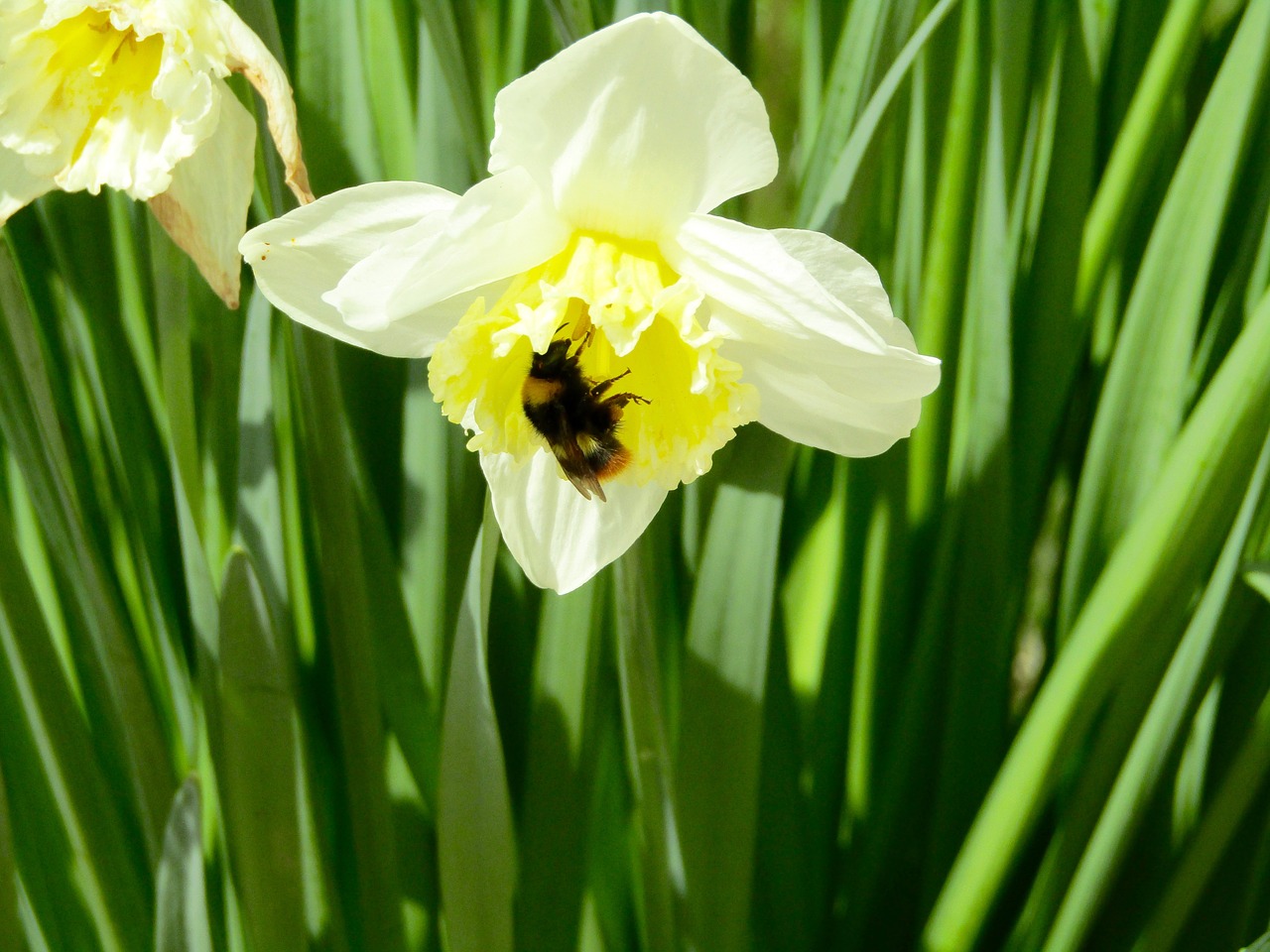 daffodil  bee  flower free photo