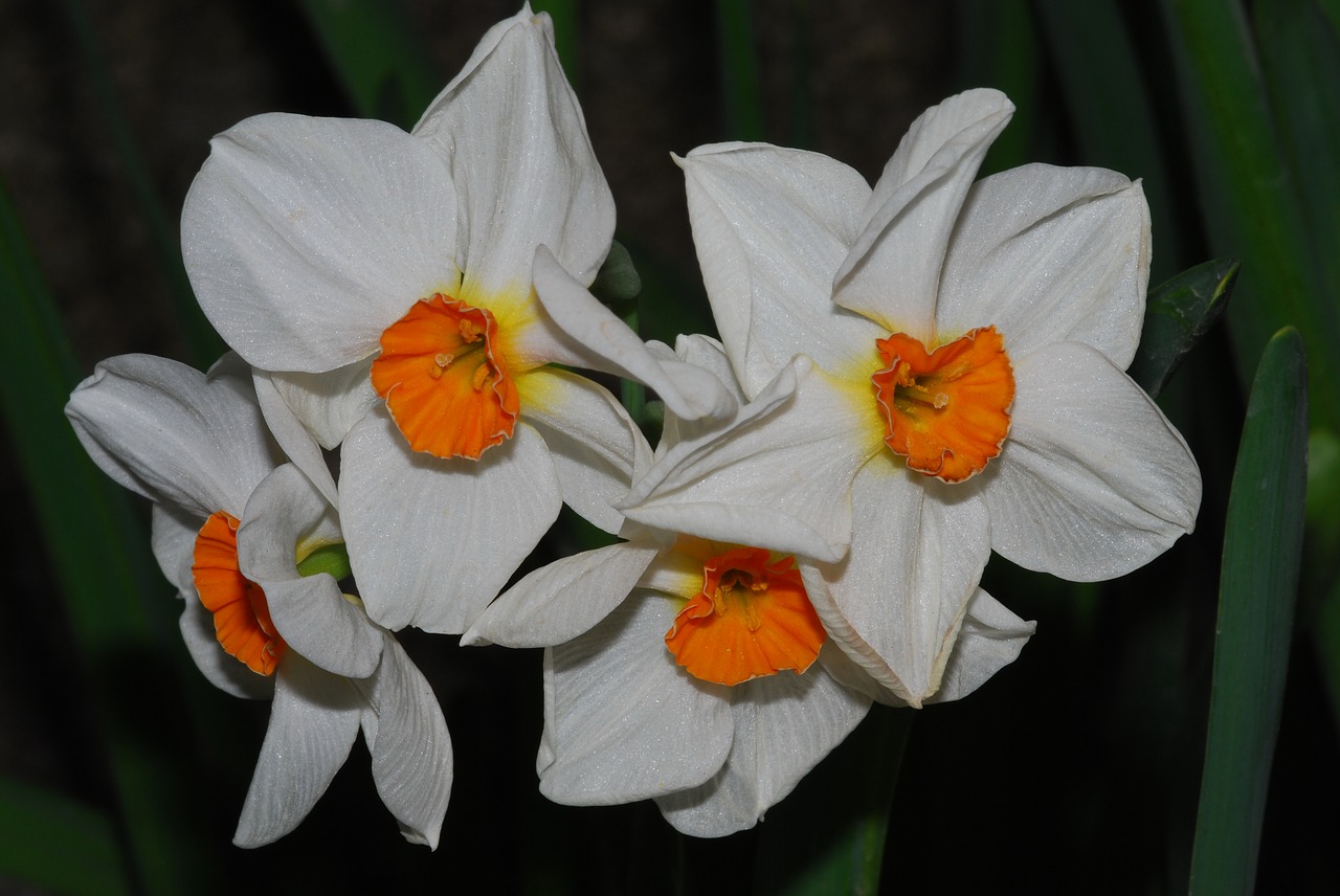 daffodil  bulb  flower in bulb free photo