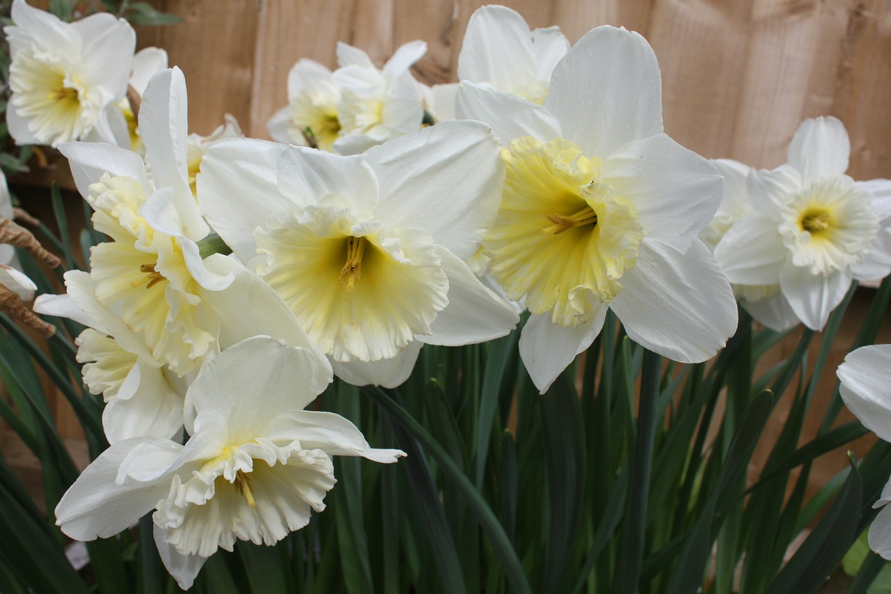 daffodil  narcissus  amaryllidaceae free photo