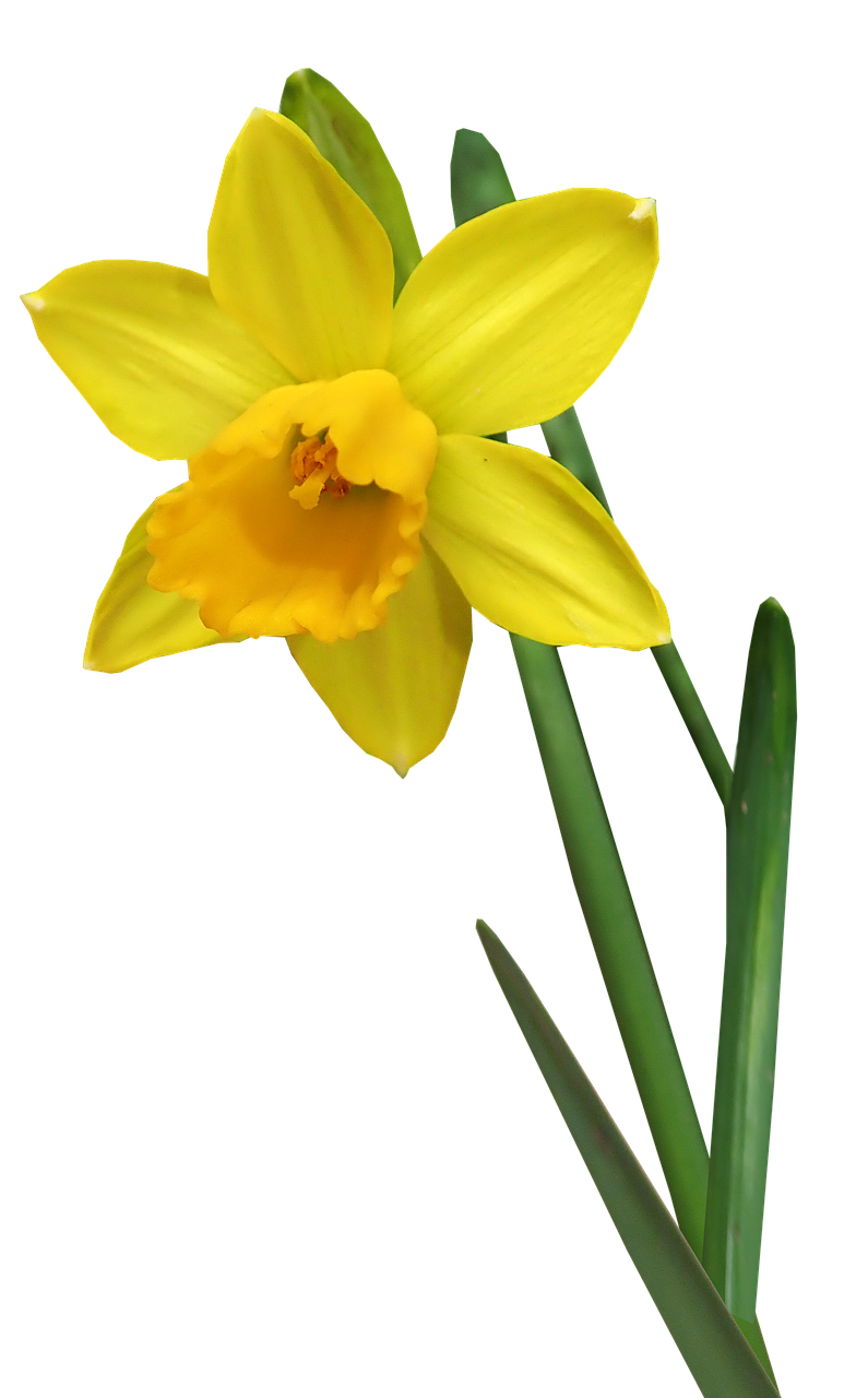 daffodil  flower  stem free photo