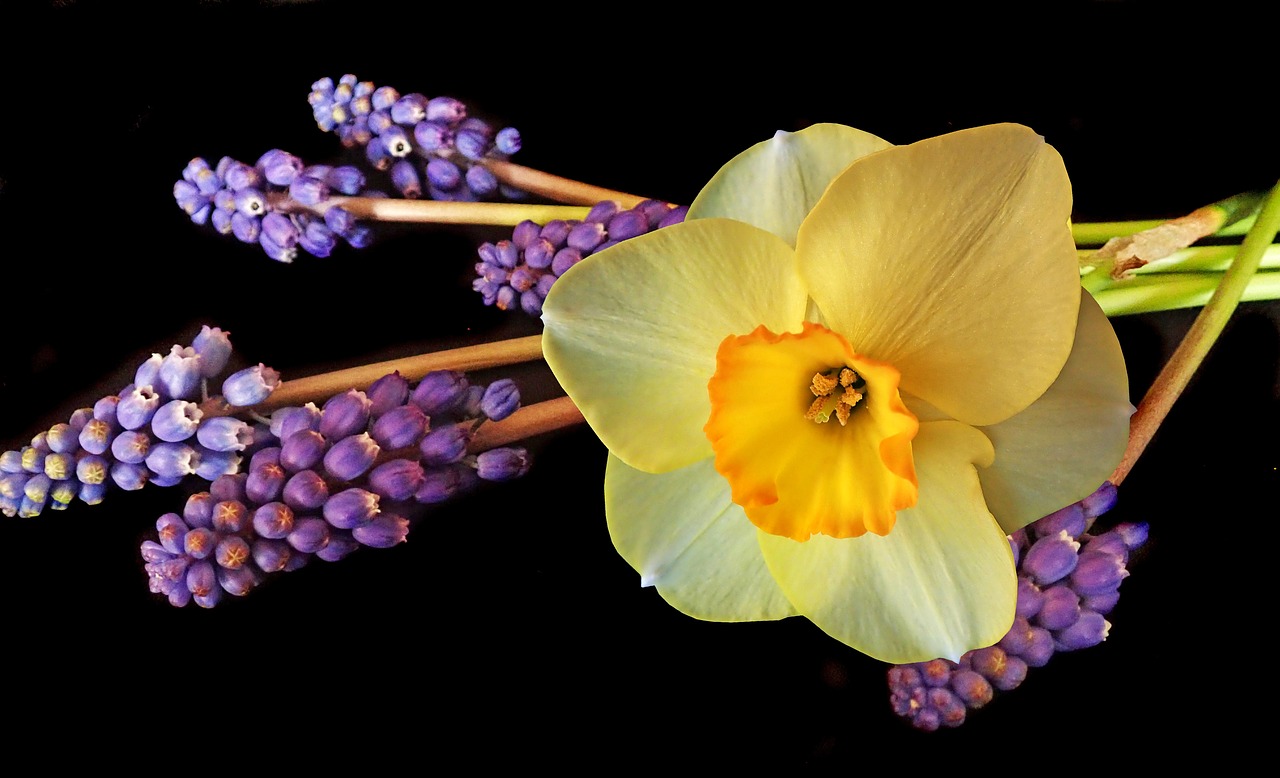 daffodil  grape hyacinths  spring free photo