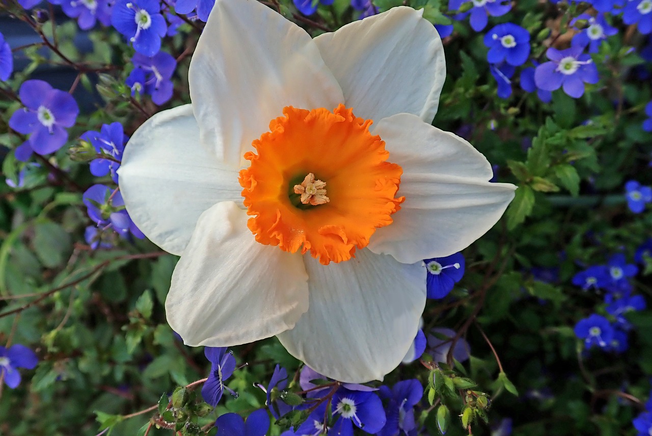 daffodil  white  flower free photo