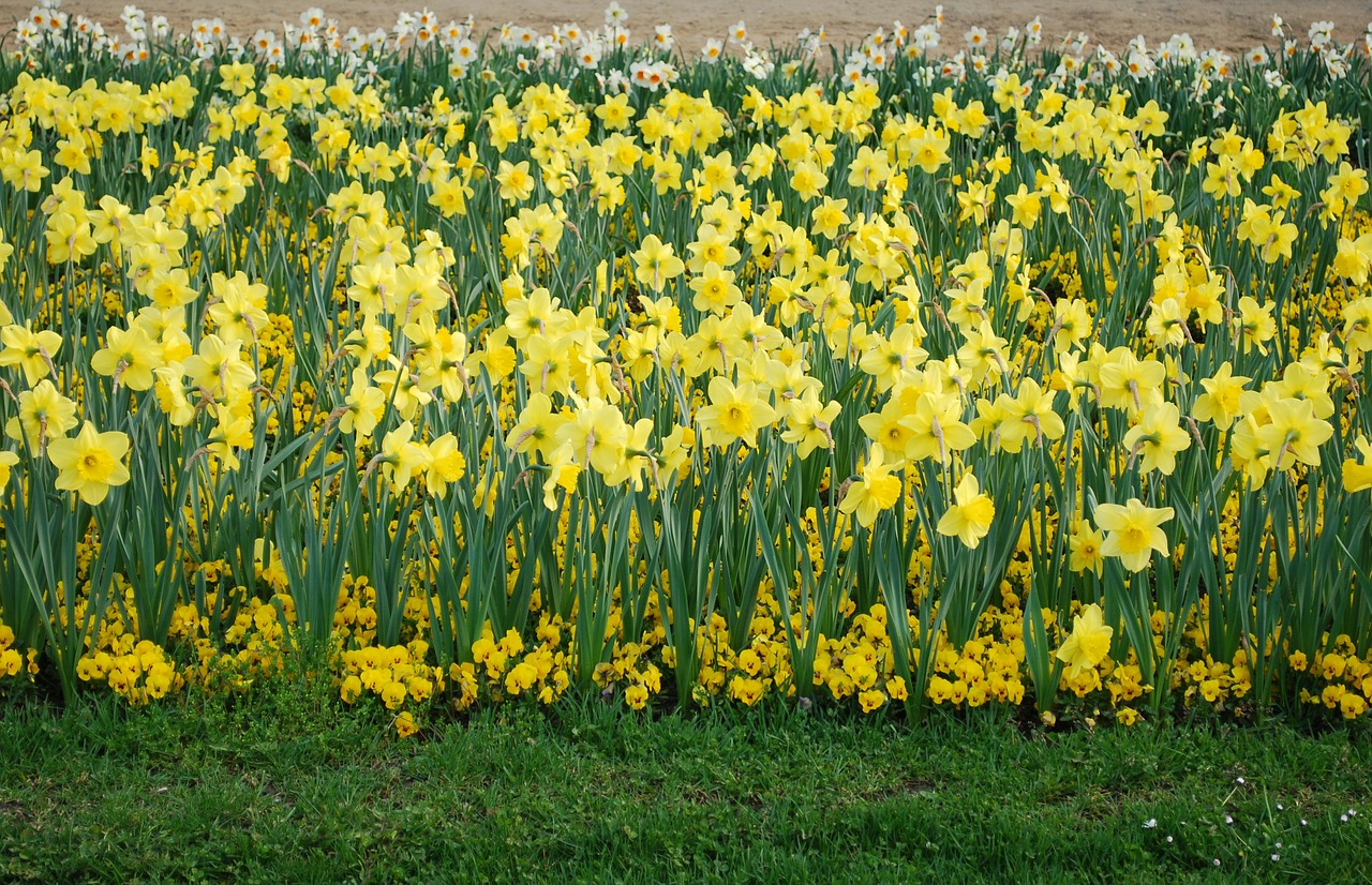 daffodil flowers nature free photo