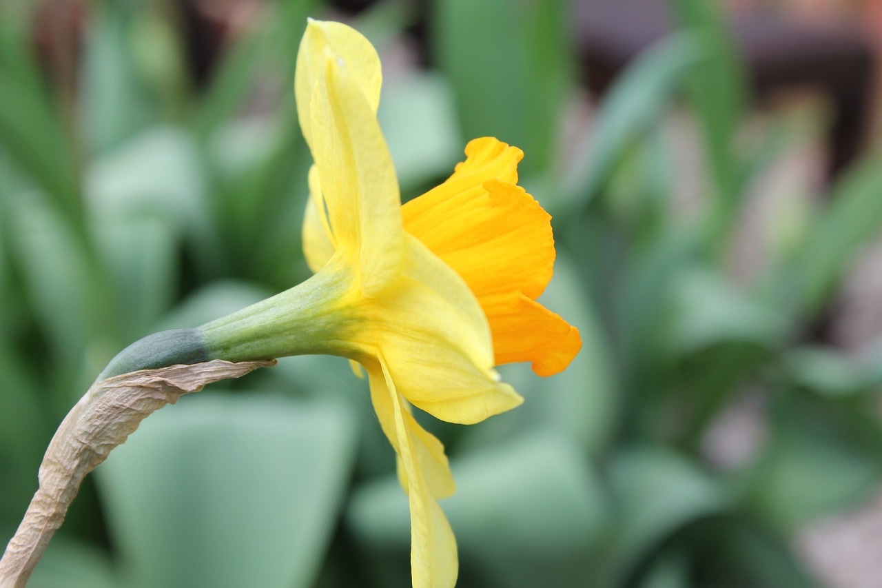 daffodil  flower  narcissus free photo