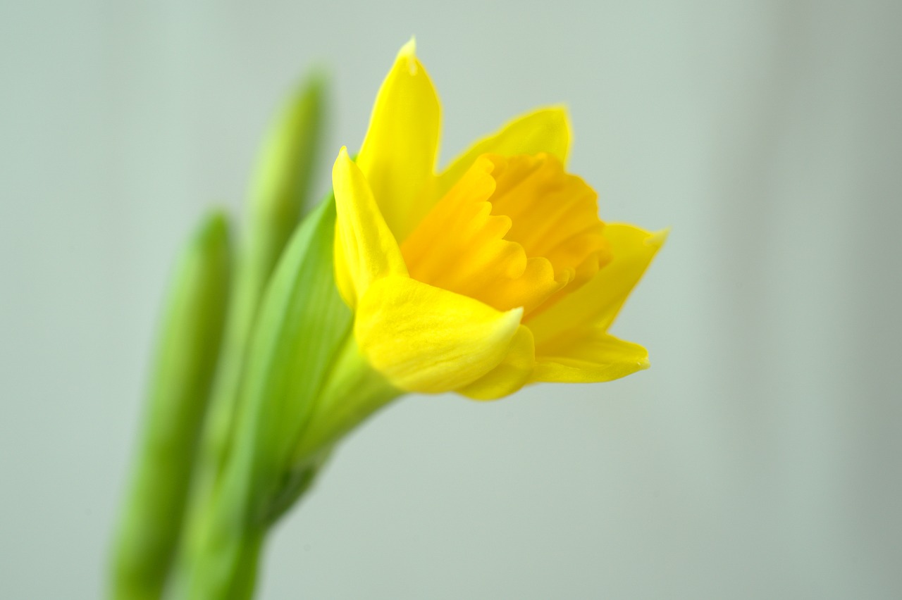 daffodil  flower  blossom free photo