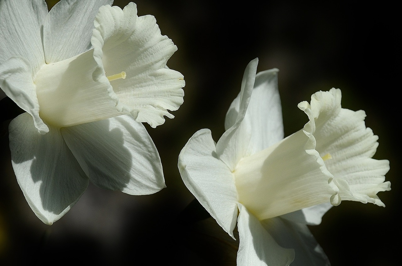 daffodil flower easter lily free photo