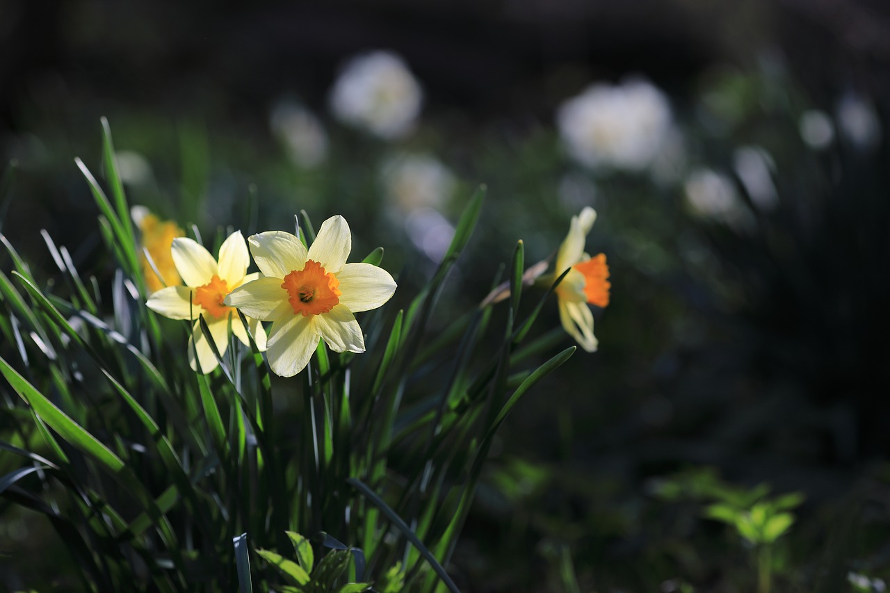 daffodil  floral  flower free photo