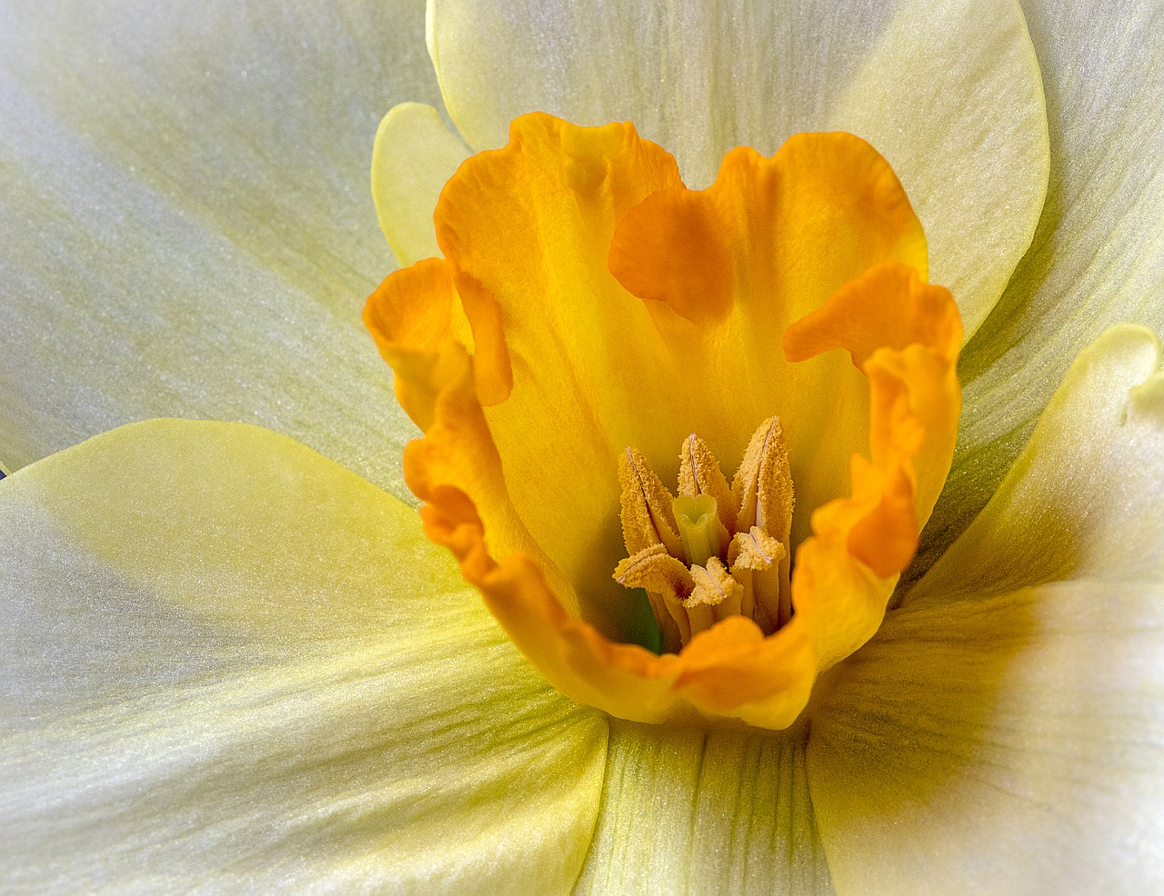 daffodil  wildflower  yellow free photo