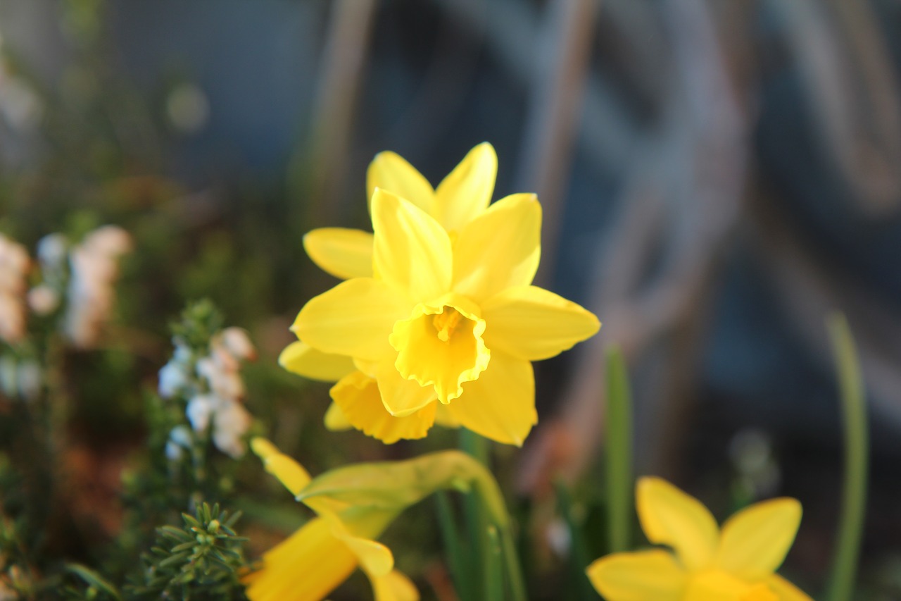 daffodil  narcissus  yellow flowers free photo