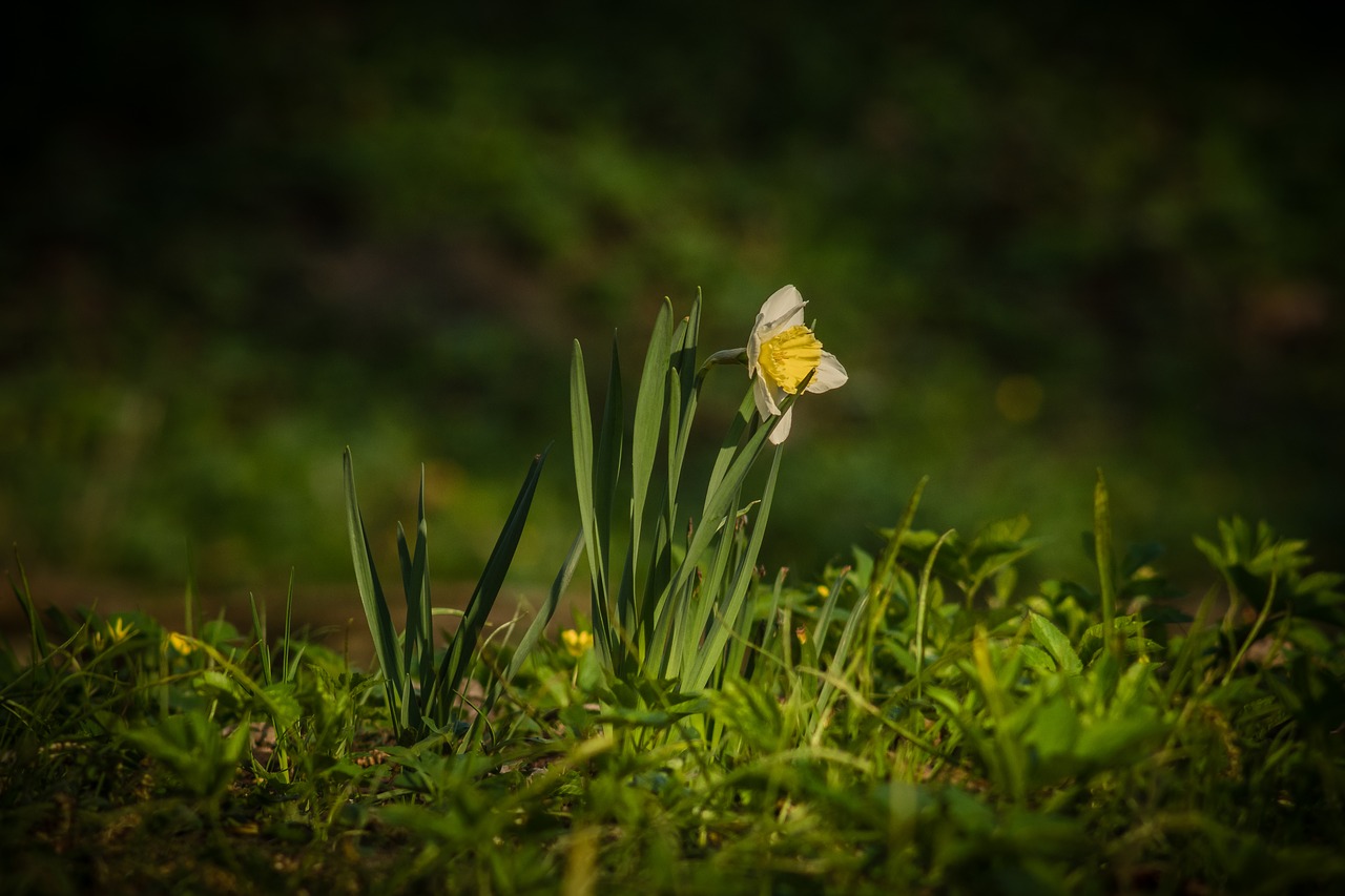daffodil  spring  awakening free photo