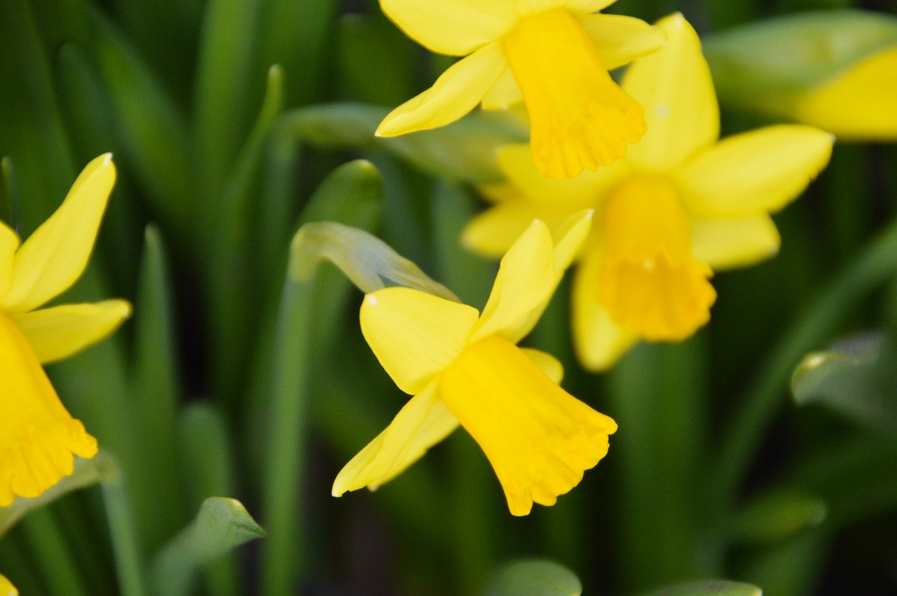 daffodil  flower  spring free photo
