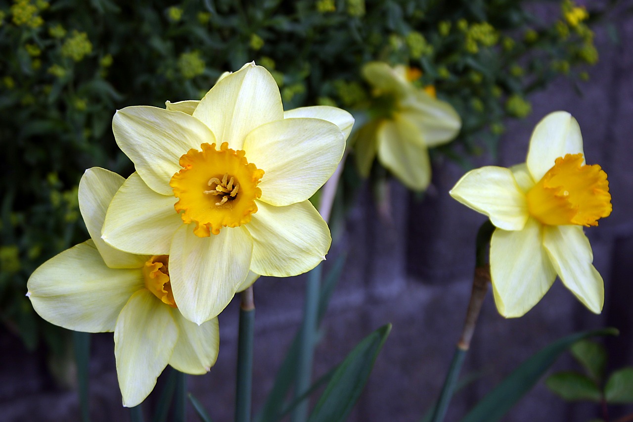 daffodil  flower  spring free photo