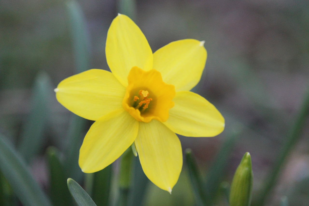 daffodil  flower  yellow free photo