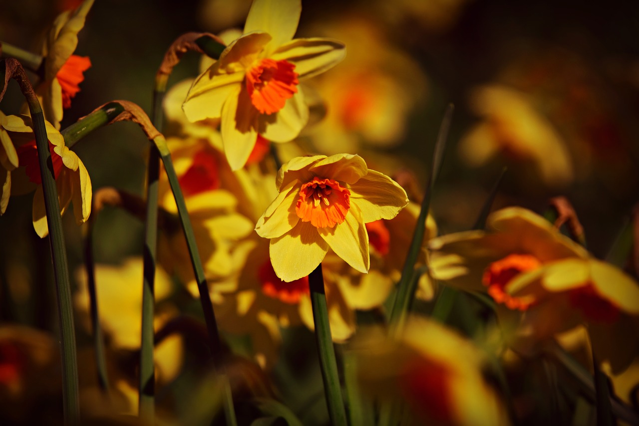 daffodil  flower  bloom free photo