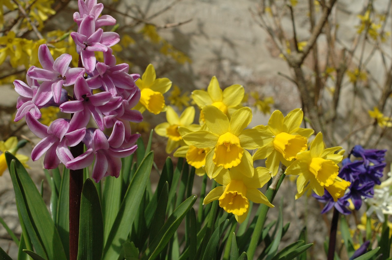 daffodil  spring  daffodils free photo