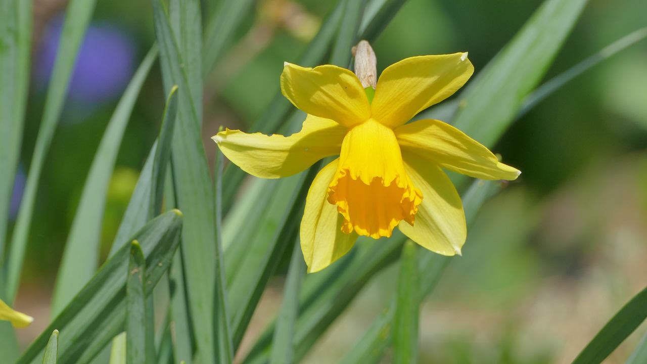 daffodil  narcissus  flower free photo