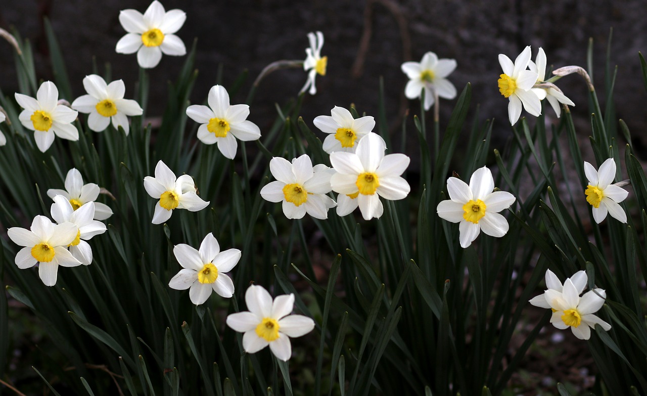 daffodil  white  flower free photo