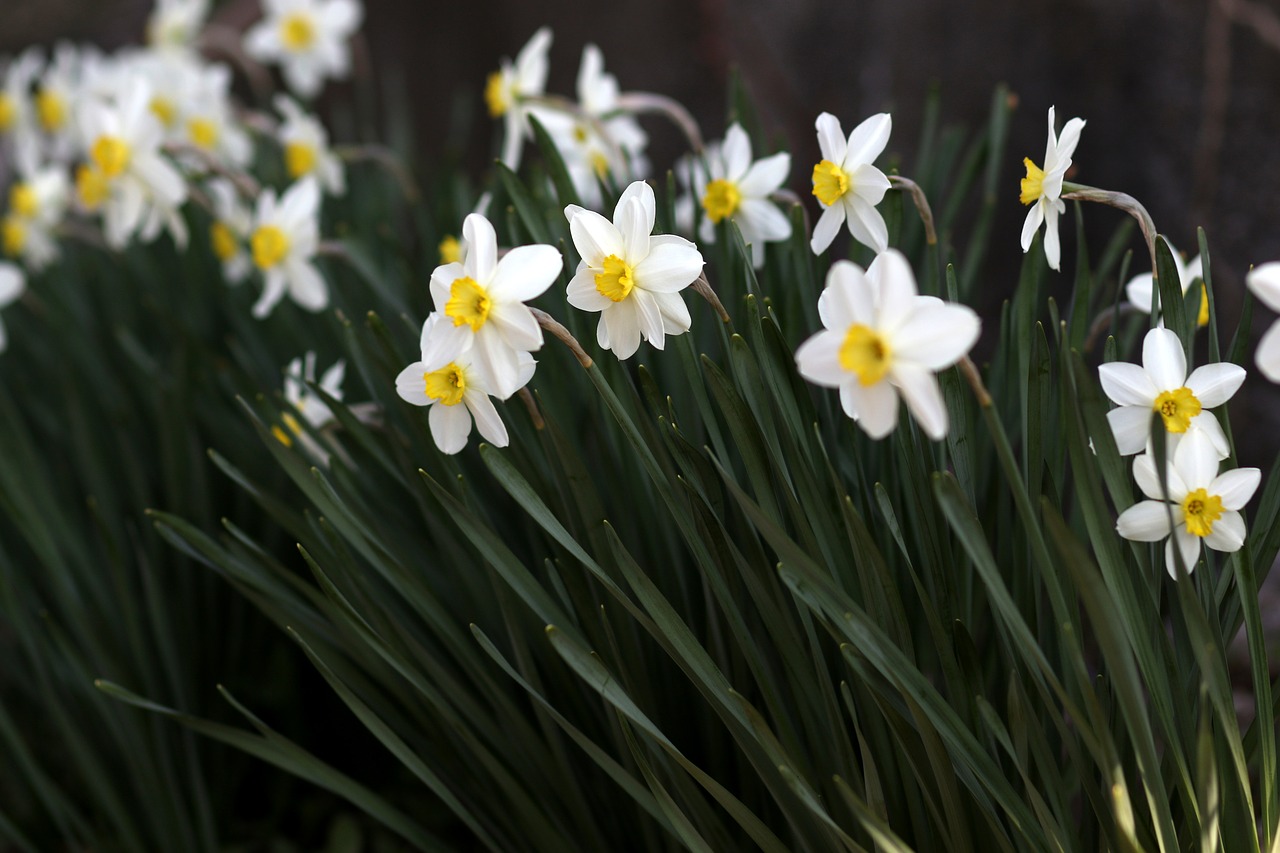 daffodil  white  flower free photo