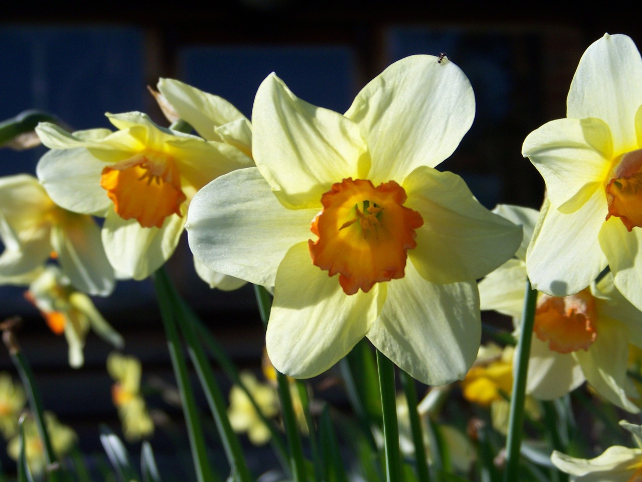 daffodil close up yellow free photo