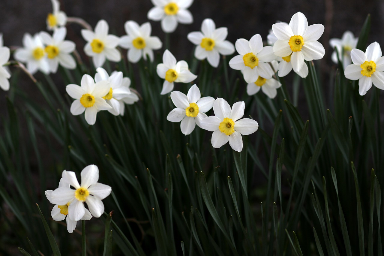 daffodil  white  flower free photo