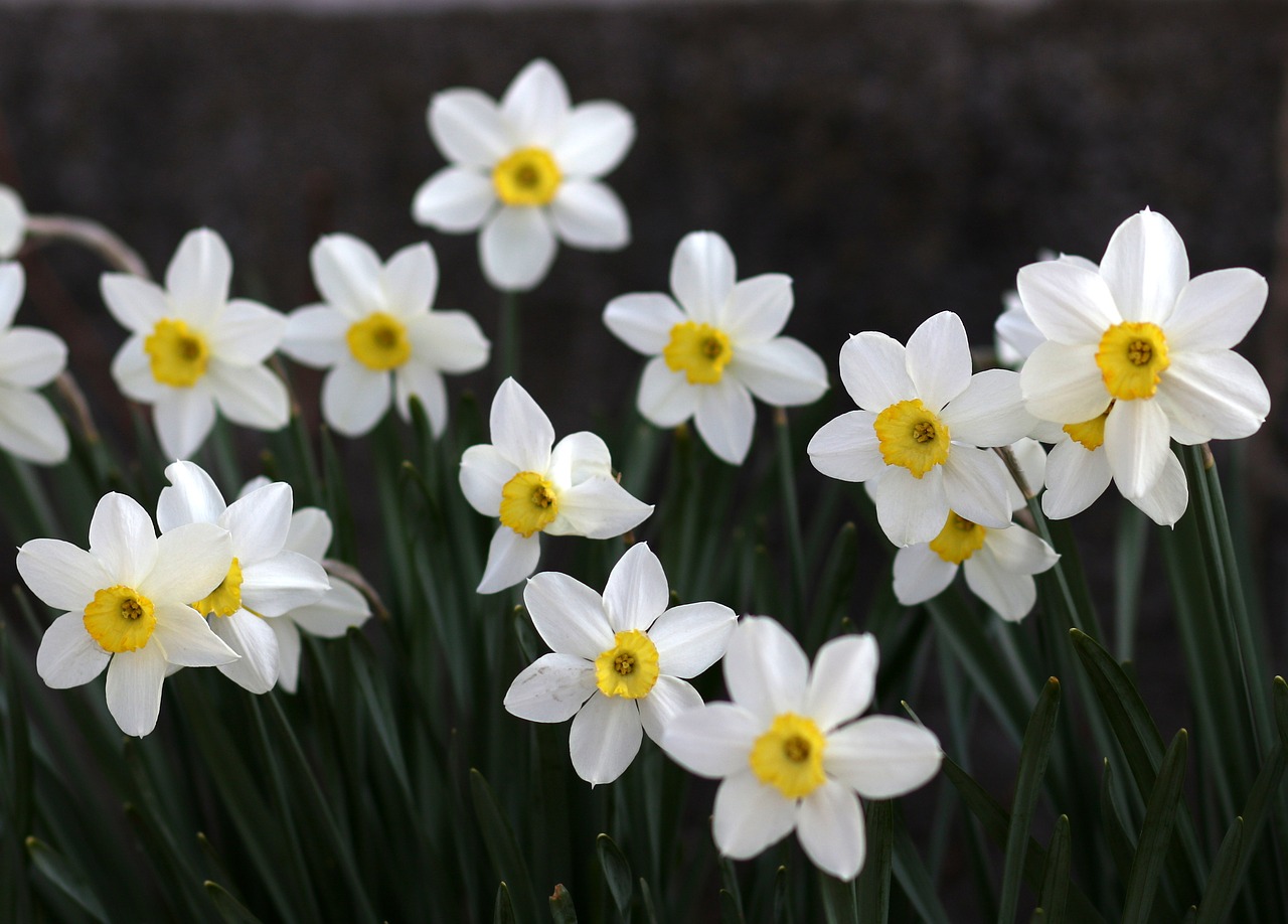 daffodil  white  flower free photo