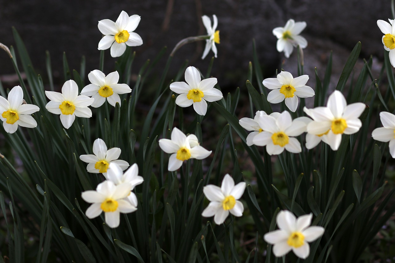 daffodil  white  flower free photo