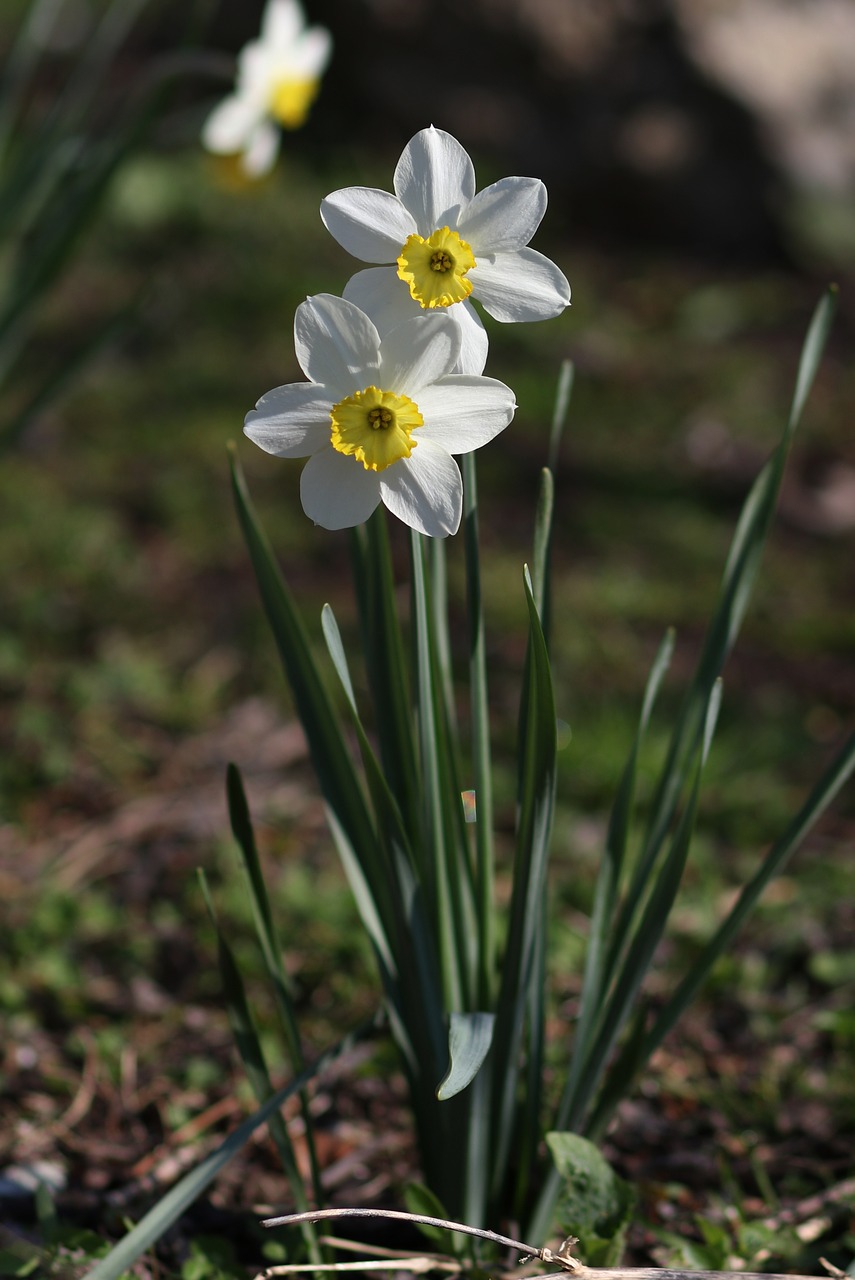 daffodil  white  flower free photo