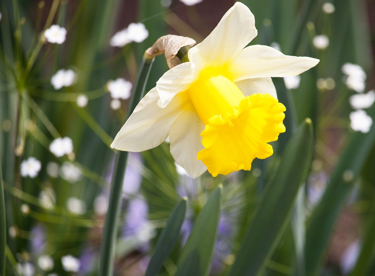 daffodil  narcissus  flower free photo