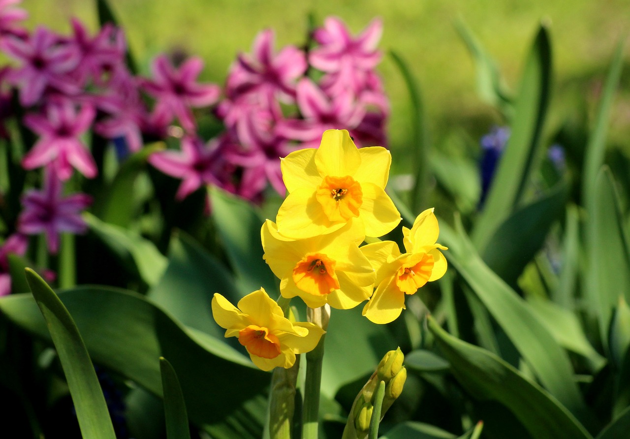 daffodil  daffodils  spring flowers free photo