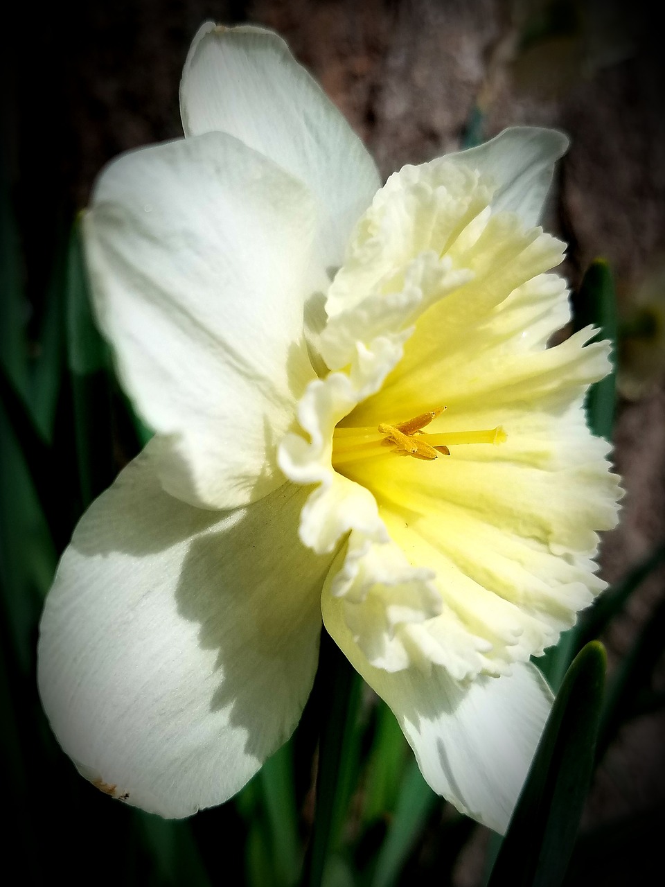 daffodil  spring  yellow free photo