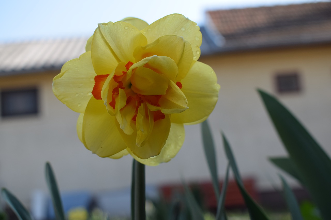 daffodil  spring  flower free photo