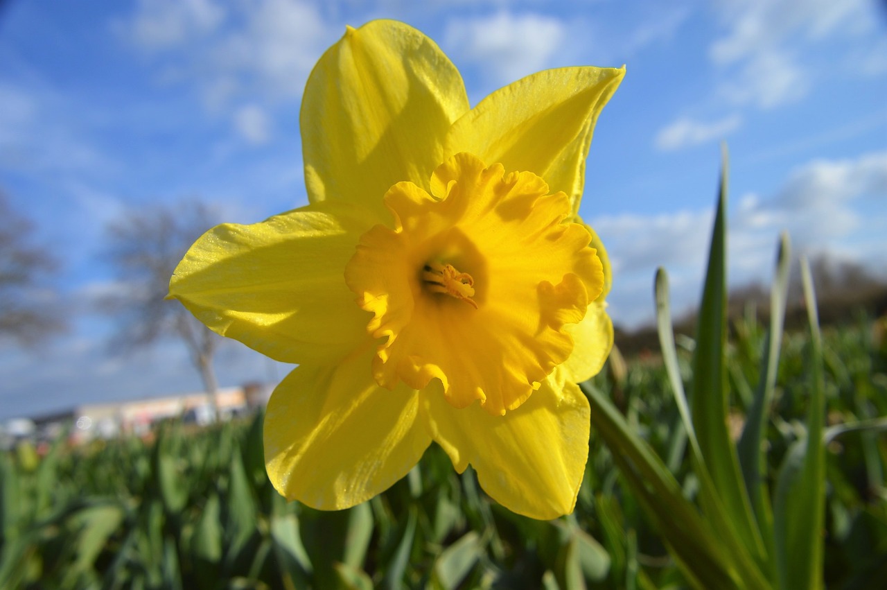 daffodil  flower  petal free photo