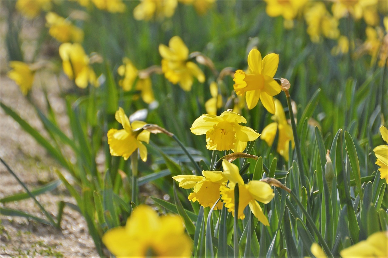 daffodil  flower  petal free photo