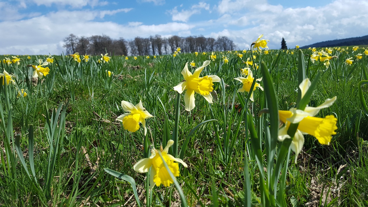 daffodil  spring  flower free photo