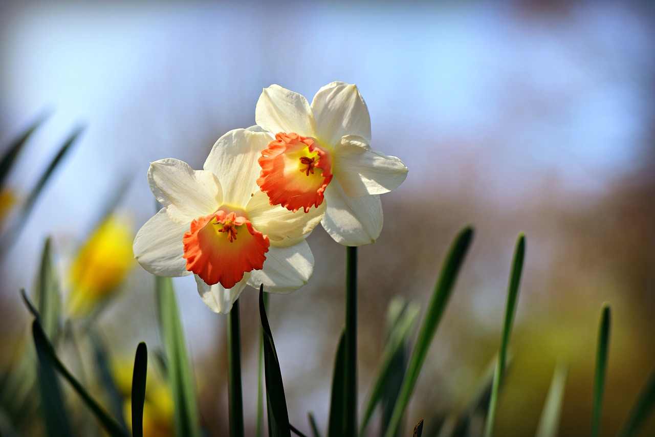 daffodil  flower  plant free photo