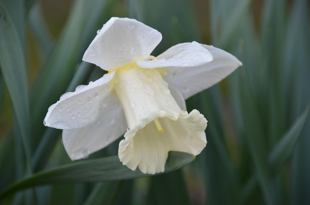 daffodil  spring  easter free photo