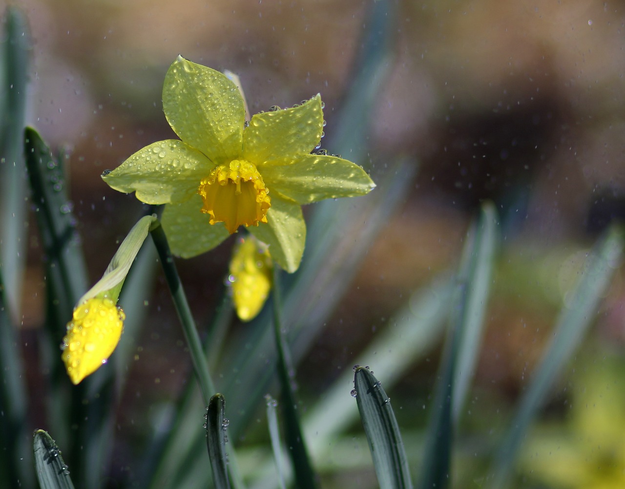 daffodil  yellow  splash free photo