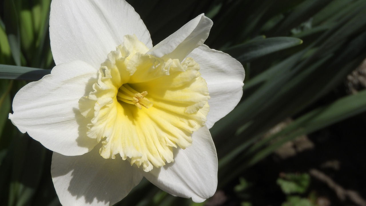 daffodil  spring flowers  easter free photo