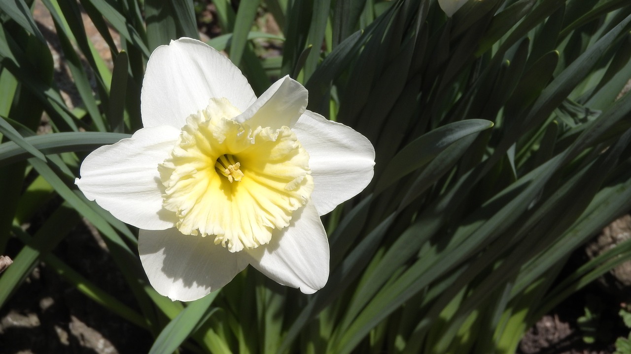 daffodil  spring flowers  easter free photo