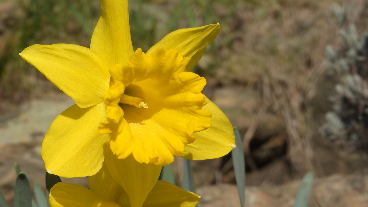 daffodil  spring flowers  easter free photo