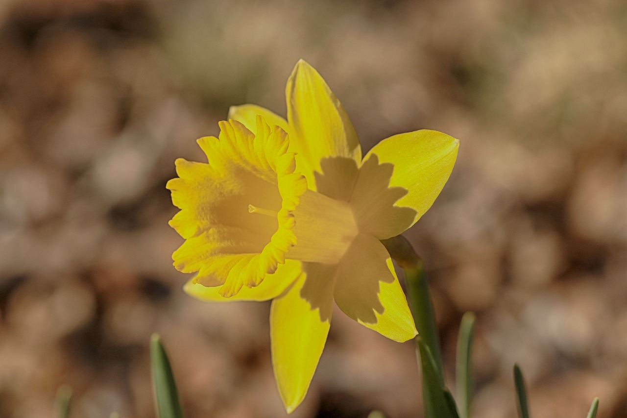 daffodil  flower  spring free photo