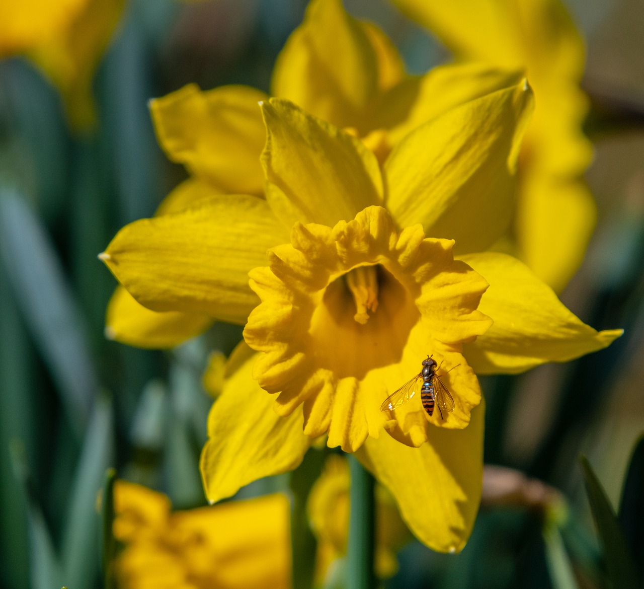 daffodil  flower  narcissus free photo